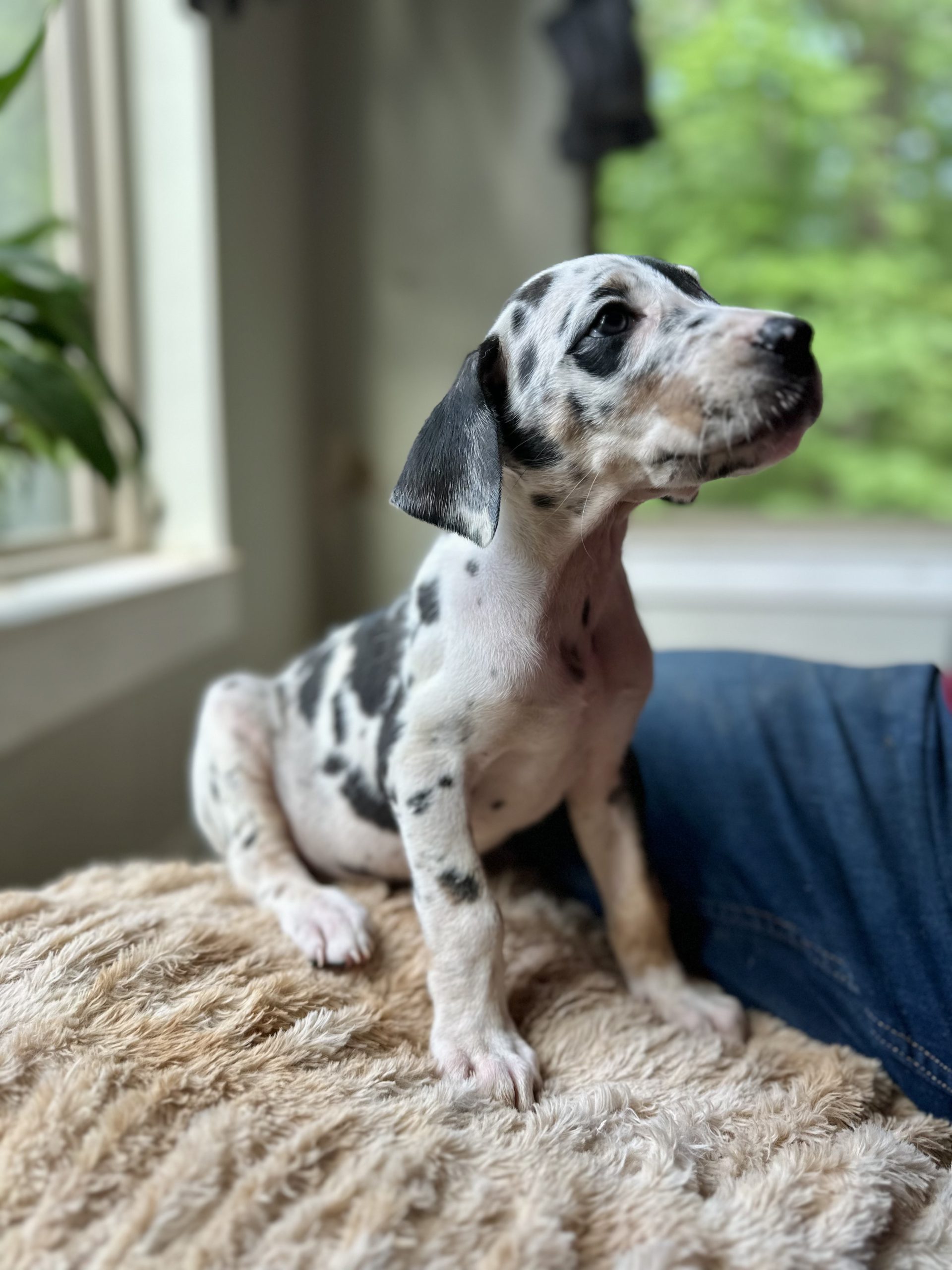 Harlequin Great Dane puppy for sale