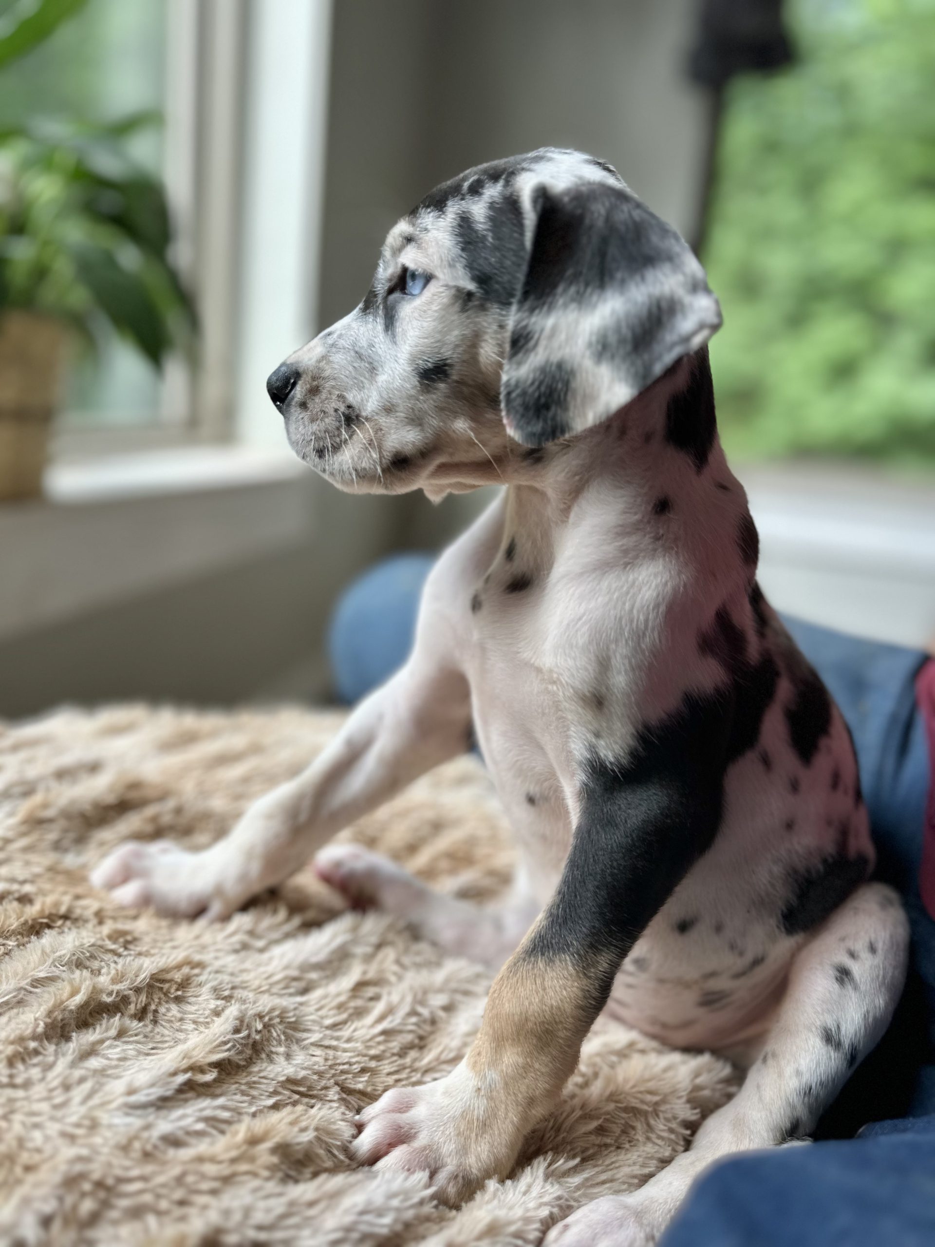 harlequin Great Dane puppy arkansas 