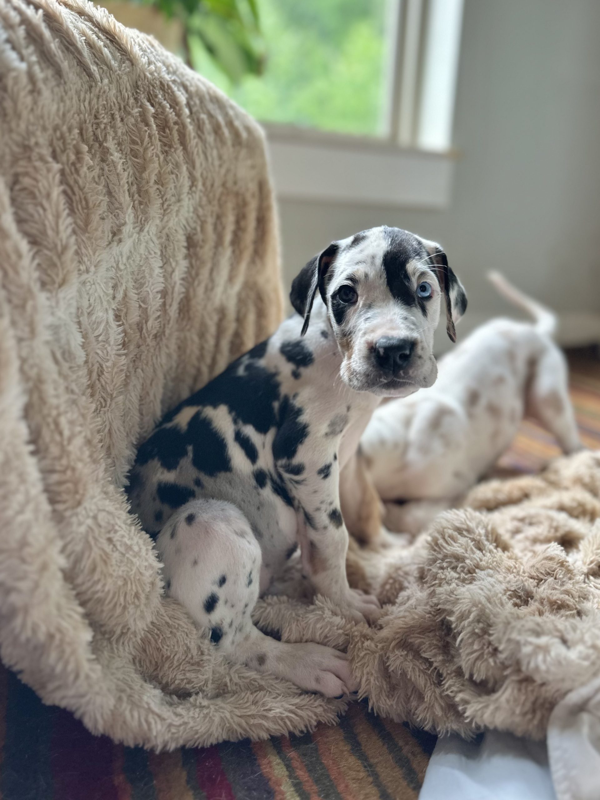 harlequin Great Dane puppies for sale