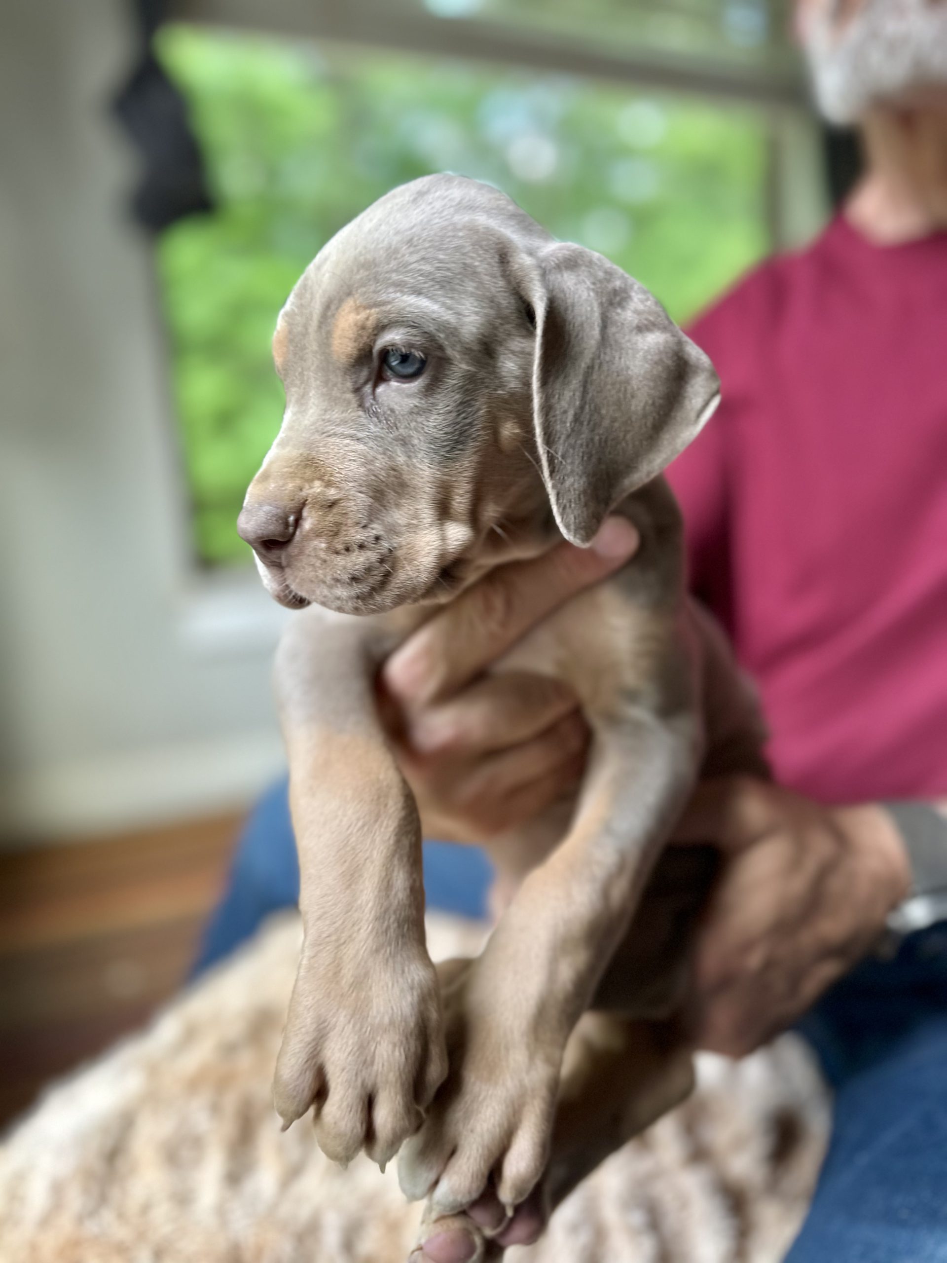 lilac Great Dane puppy for sale