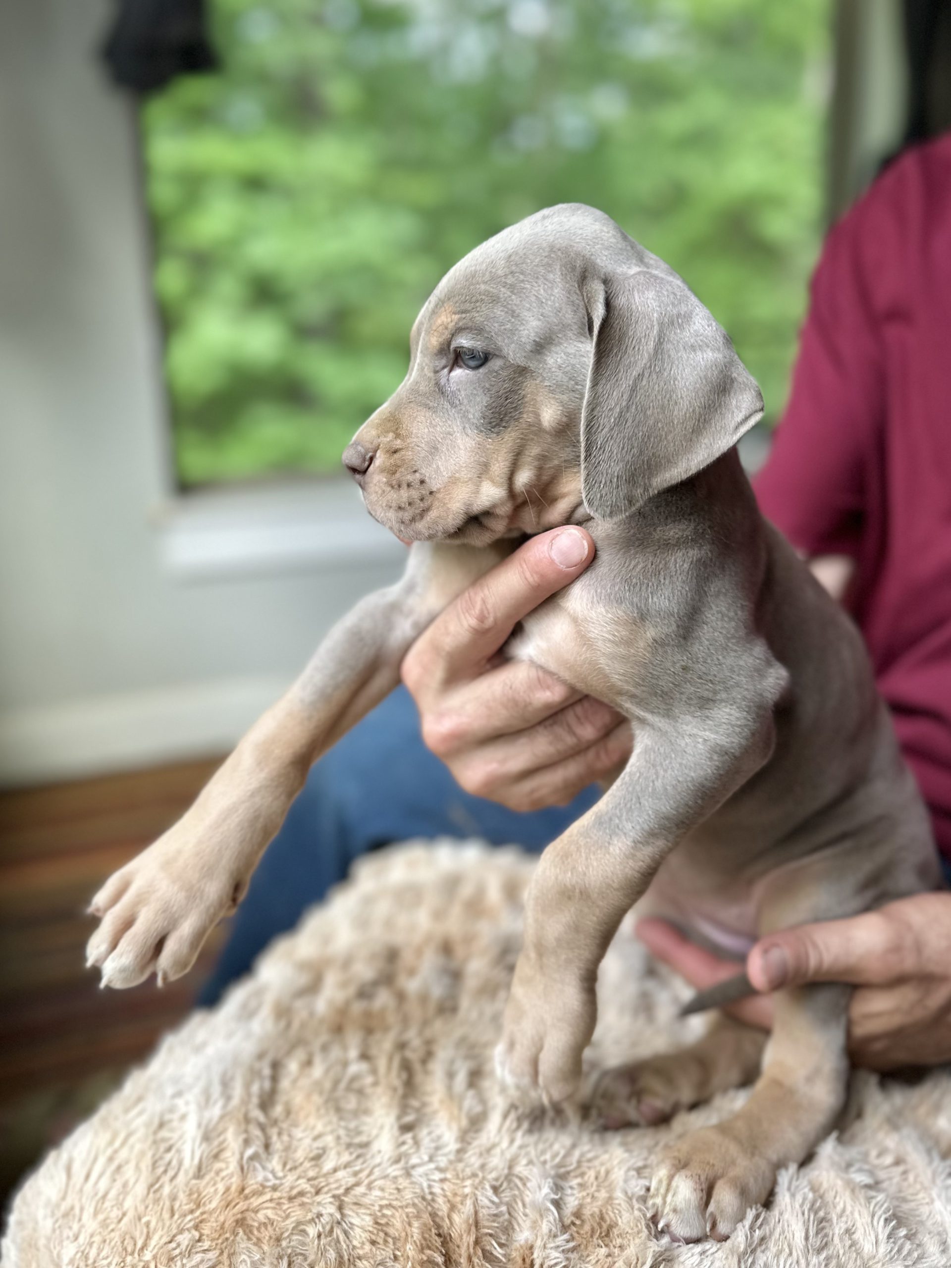 Great Dane puppies in arkansas