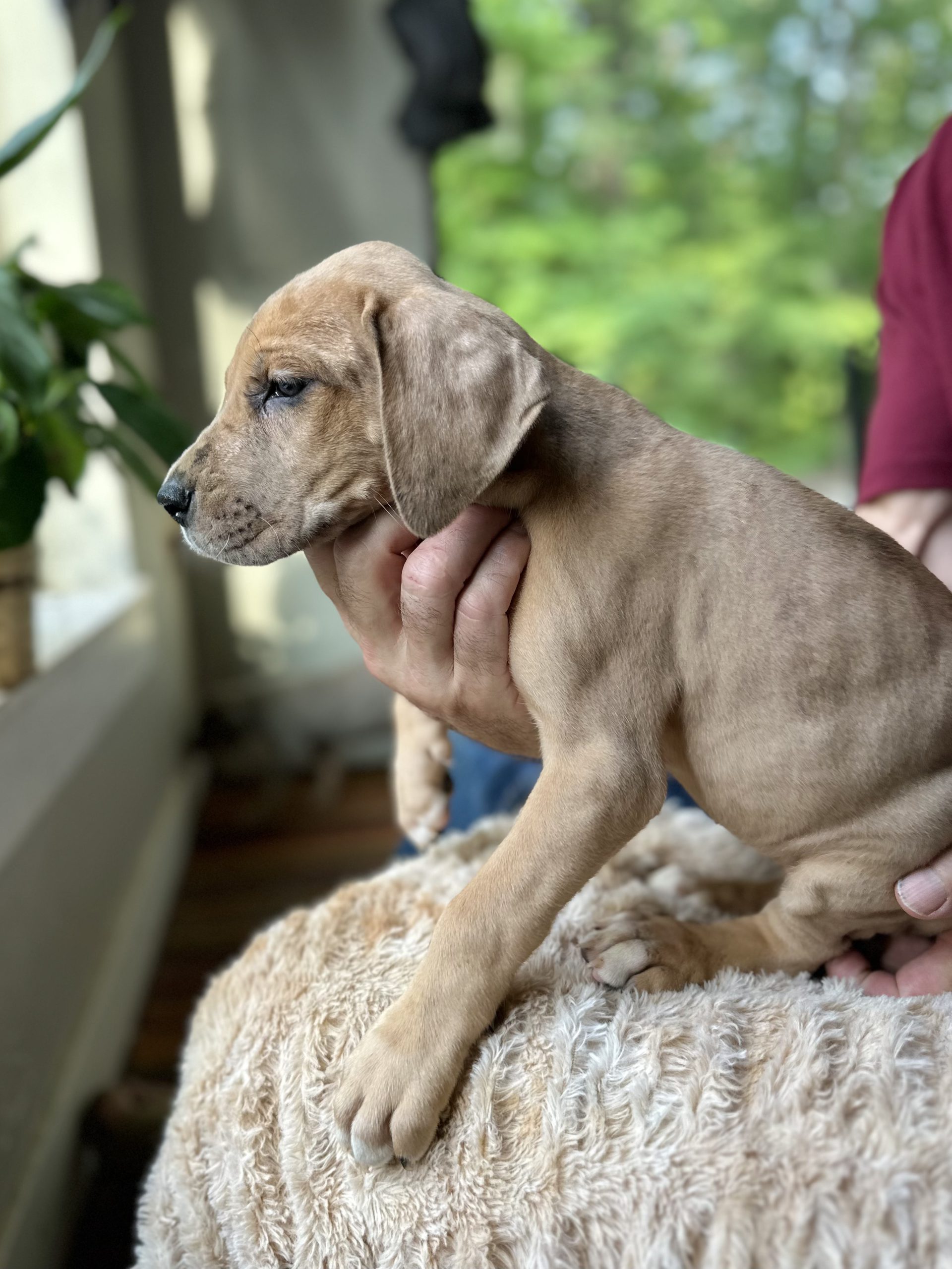 merle Great Dane puppy arkansas
