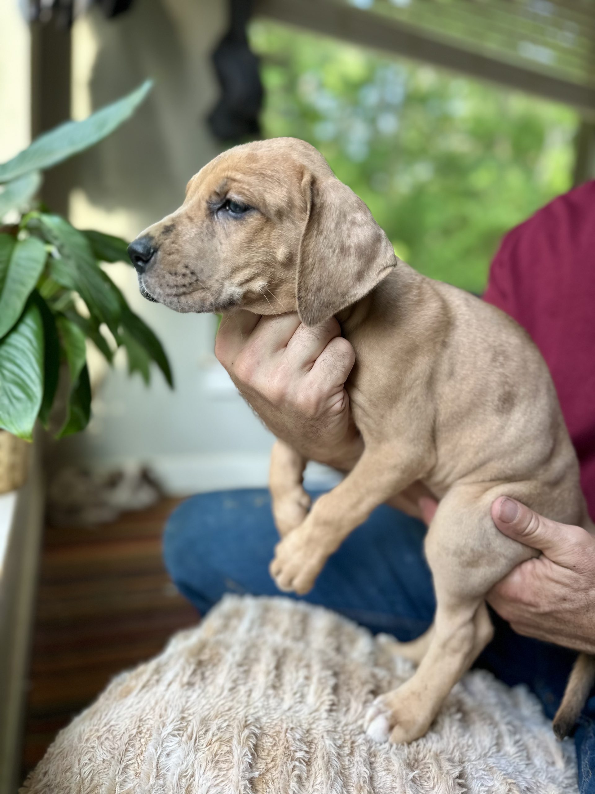 merle Great Dane puppy for sale