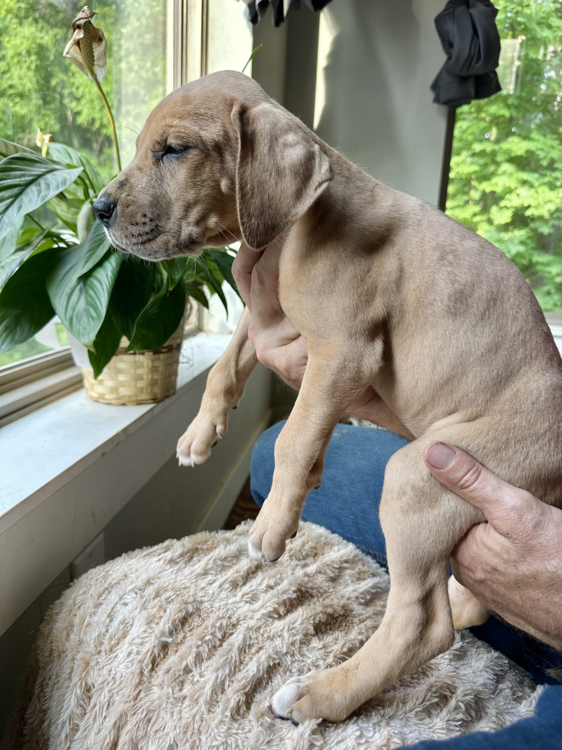 Great Dane puppies for sale arkansas
