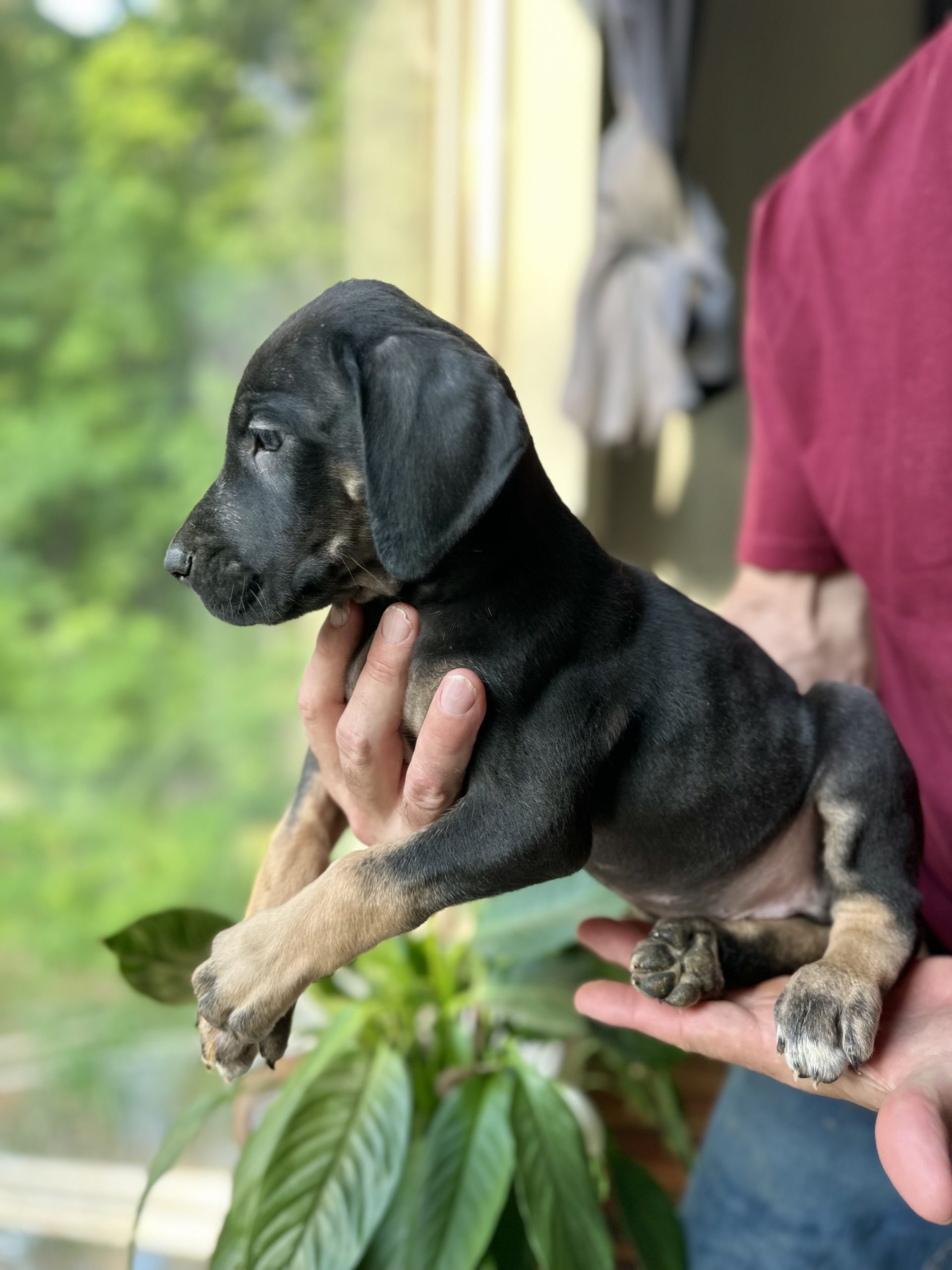 Great Dane puppies Arkansas