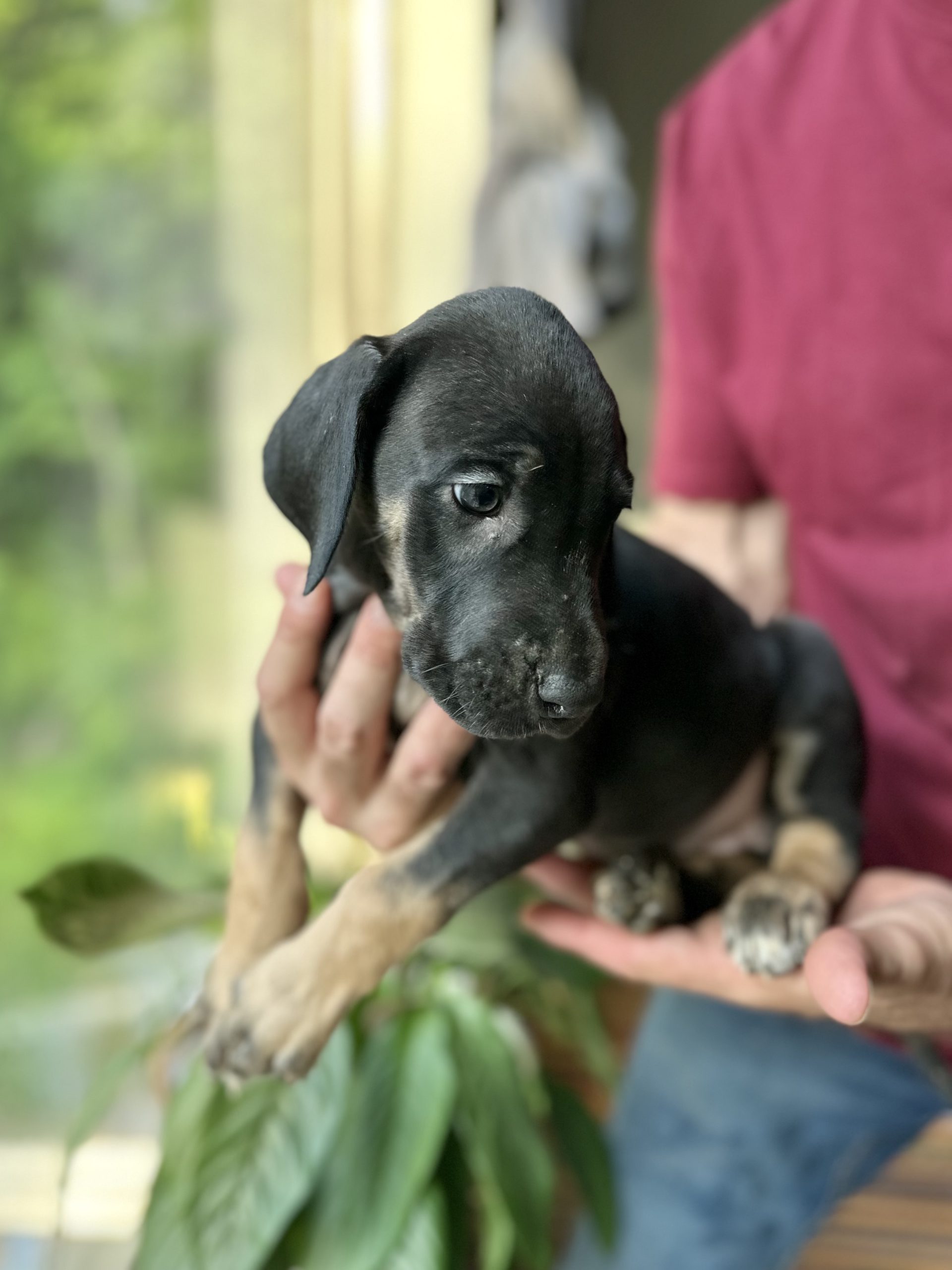 Great Dane puppies for sale