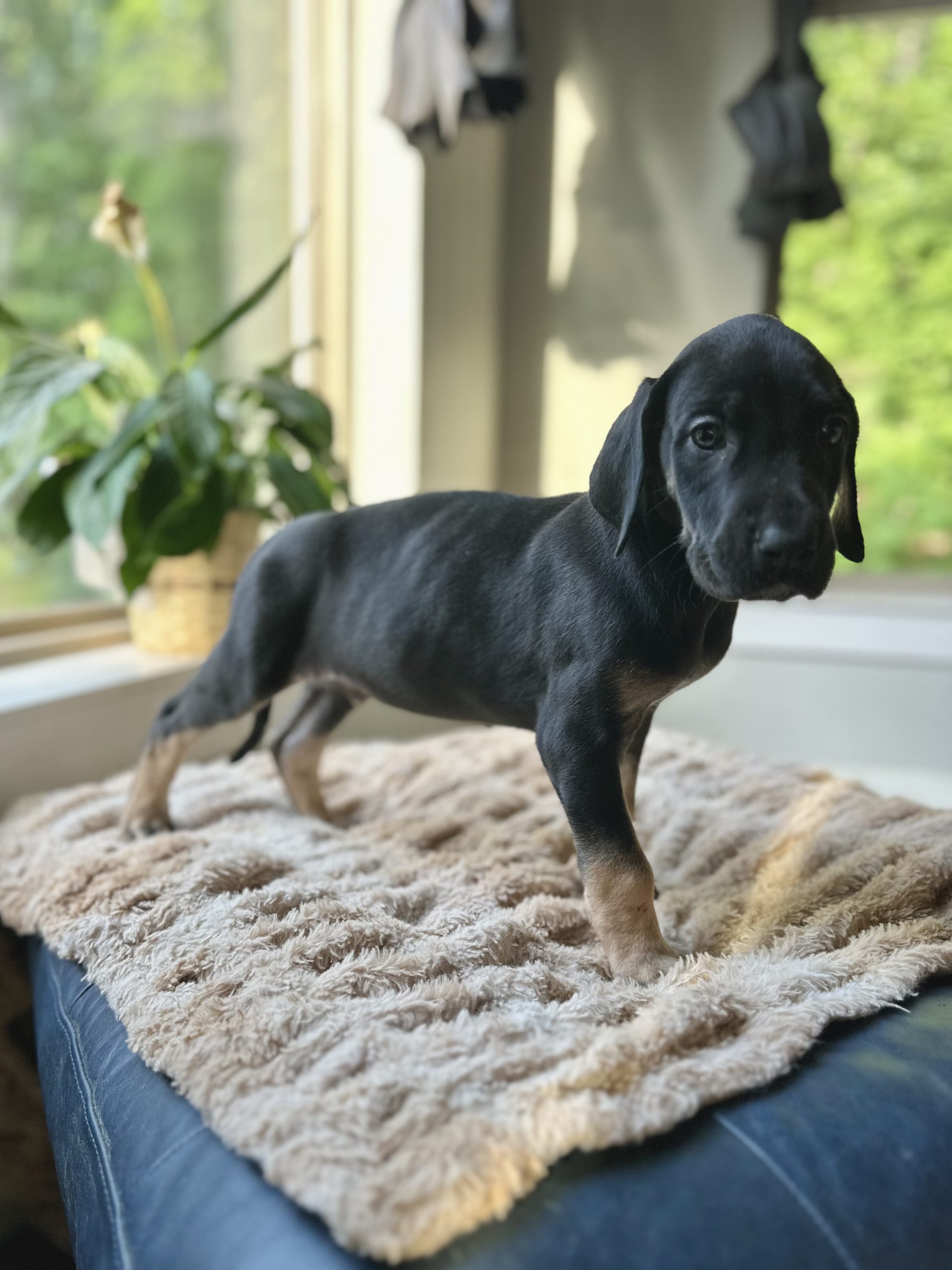 Arkansas Great Dane puppies