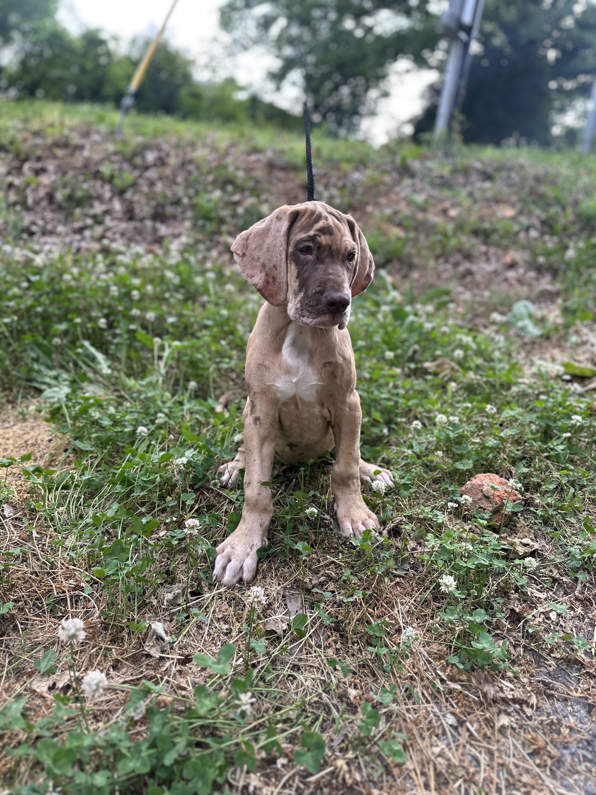 Blue Harlequin Great Dane side view