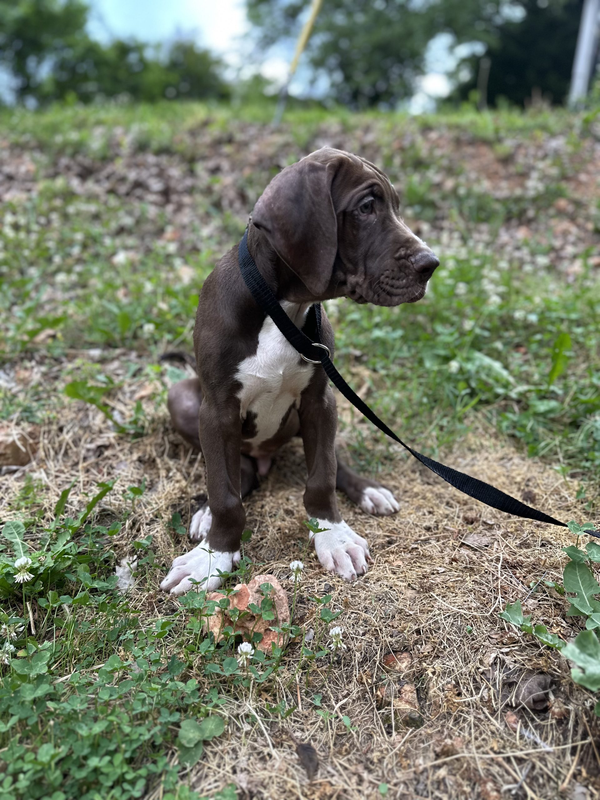 Blue Harlequin Great Dane side view