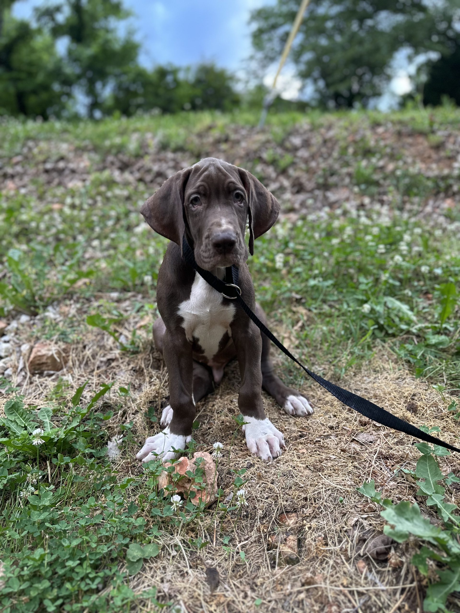 brindle Great Dane puppy