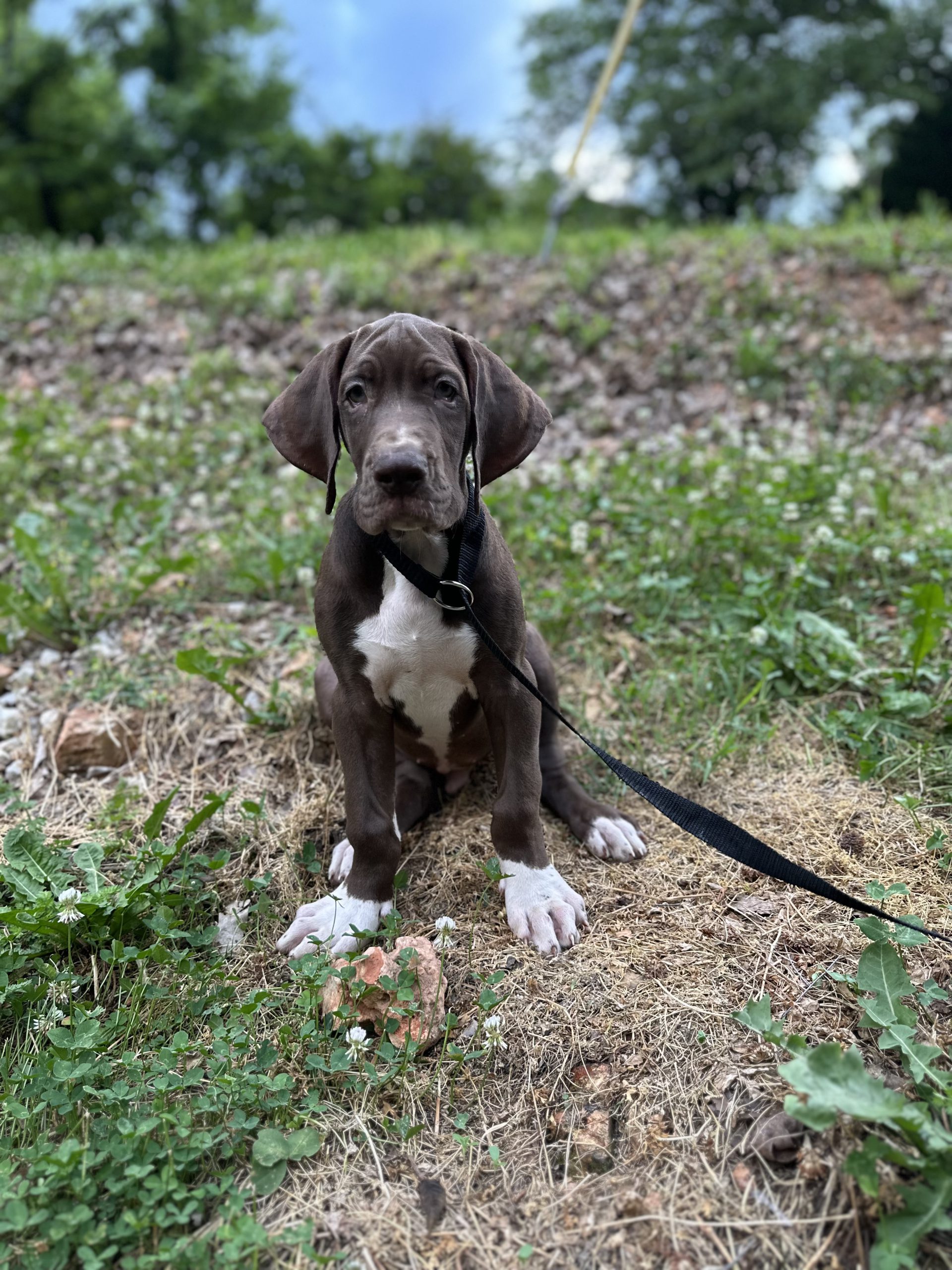 greatdane puppy chocolate