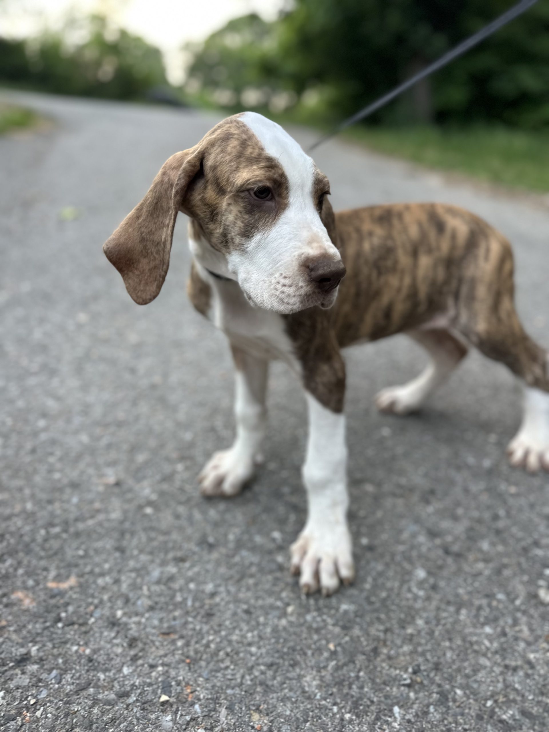brindle Great Dane puppy