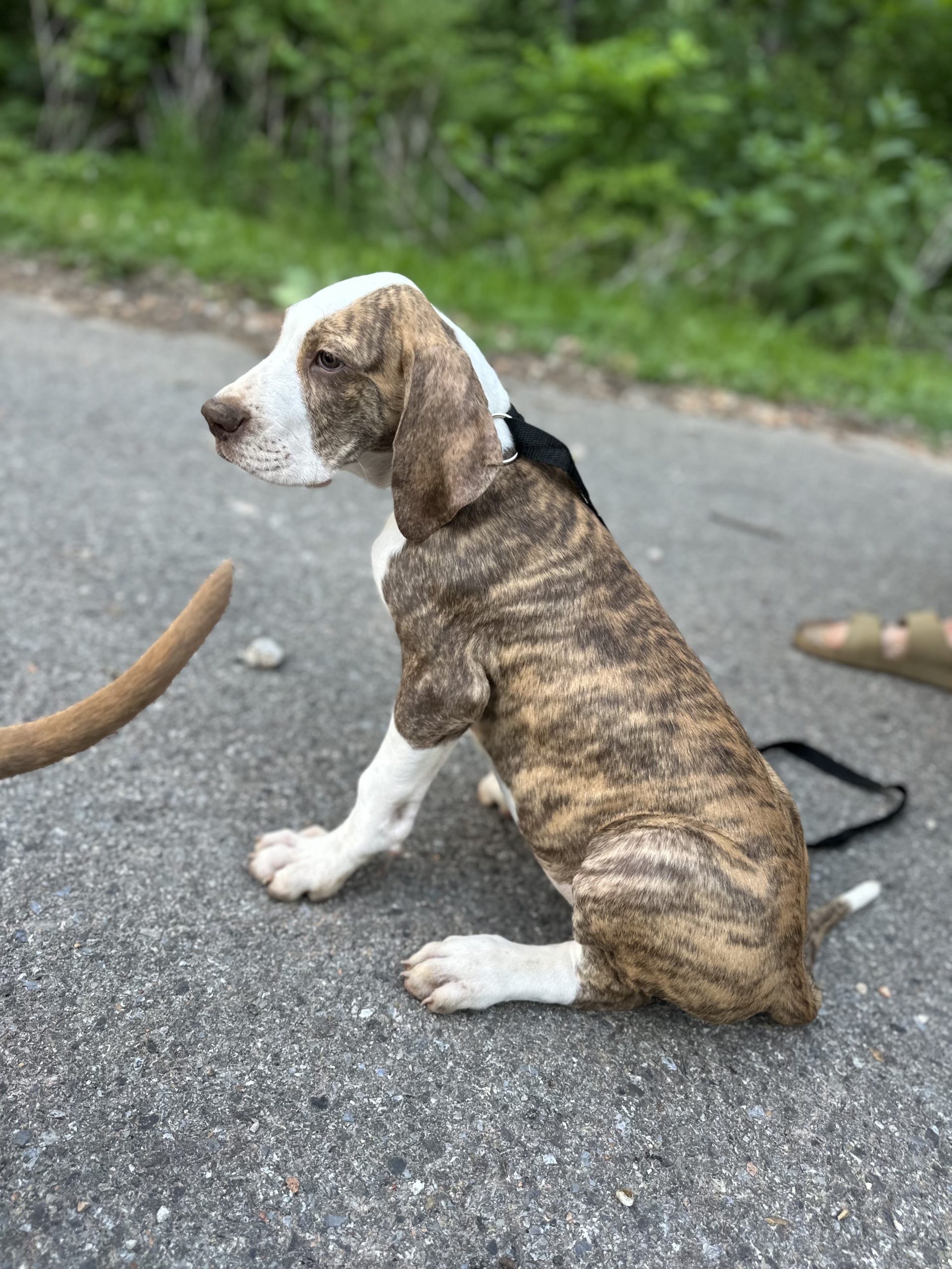 Blue Harlequin Great Dane side view