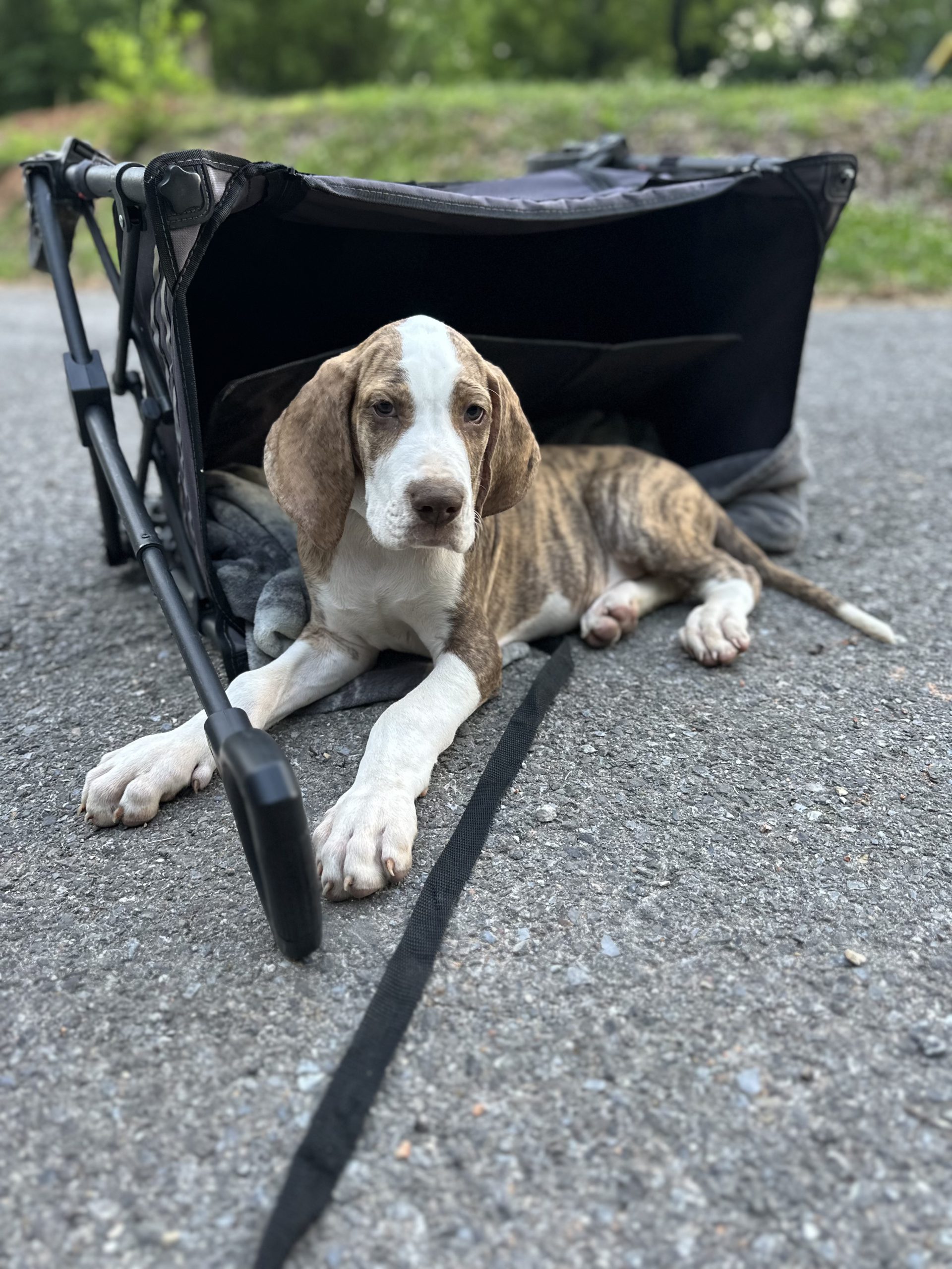 brindle puppy Great Dane arkansas