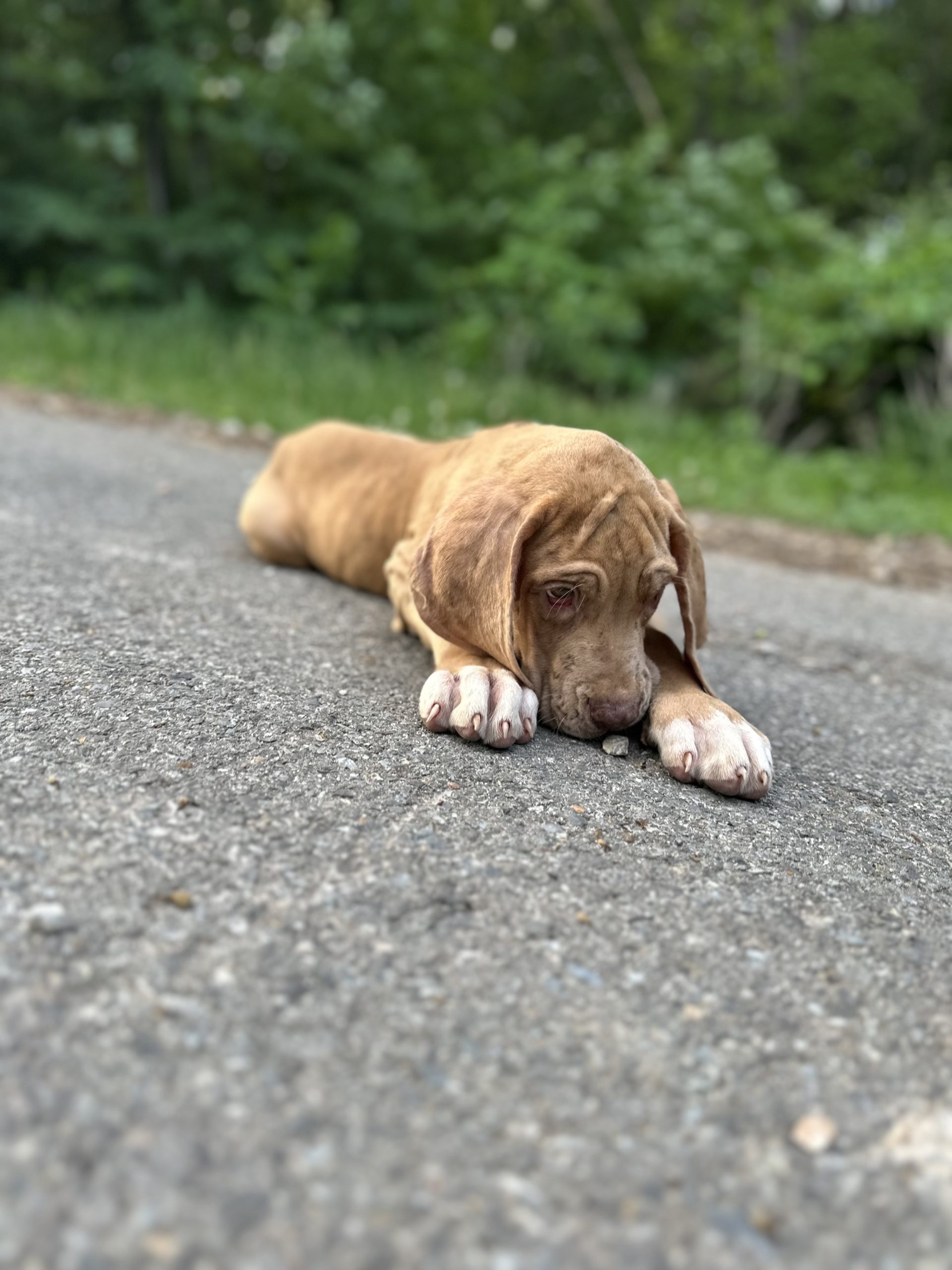 brindle puppy Great Dane arkansas