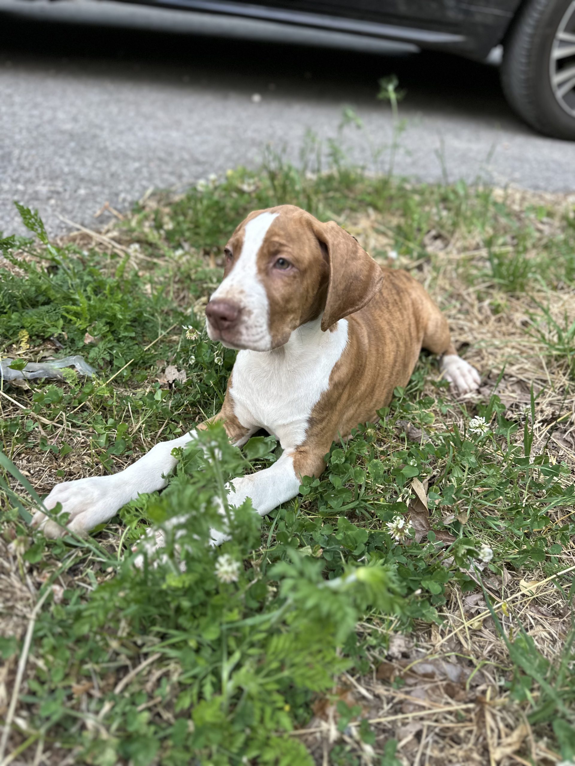 brindle puppy Great Dane arkansas