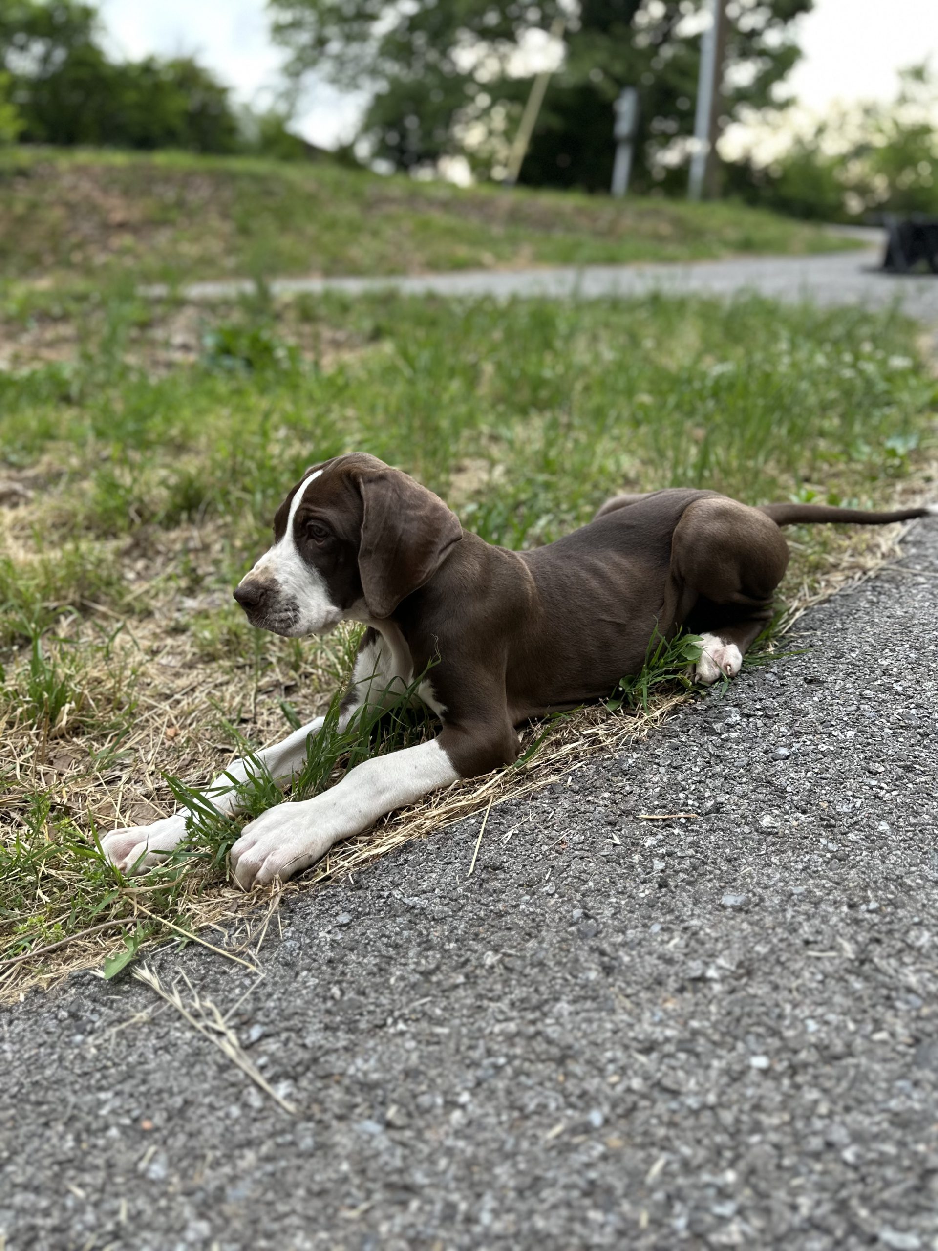 brindle Great Dane puppy