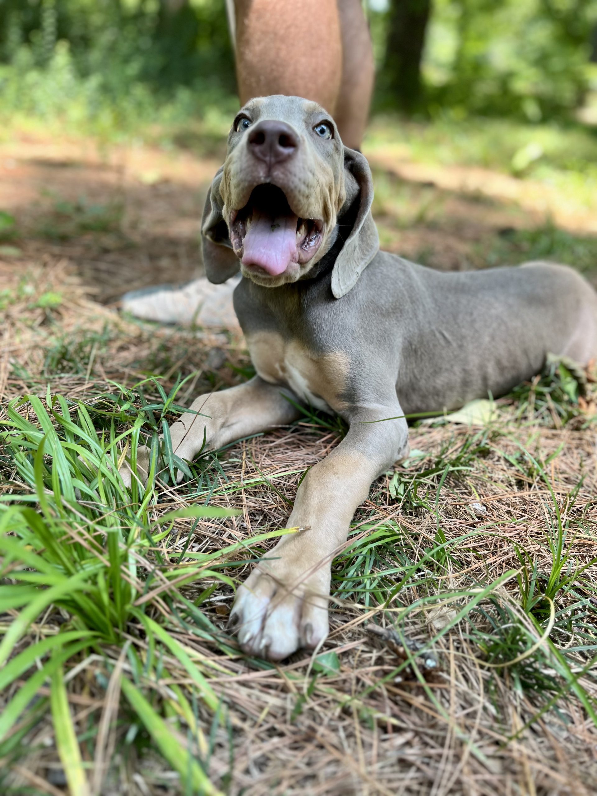 Great Dane puppy for sale Little Rock Arkansas