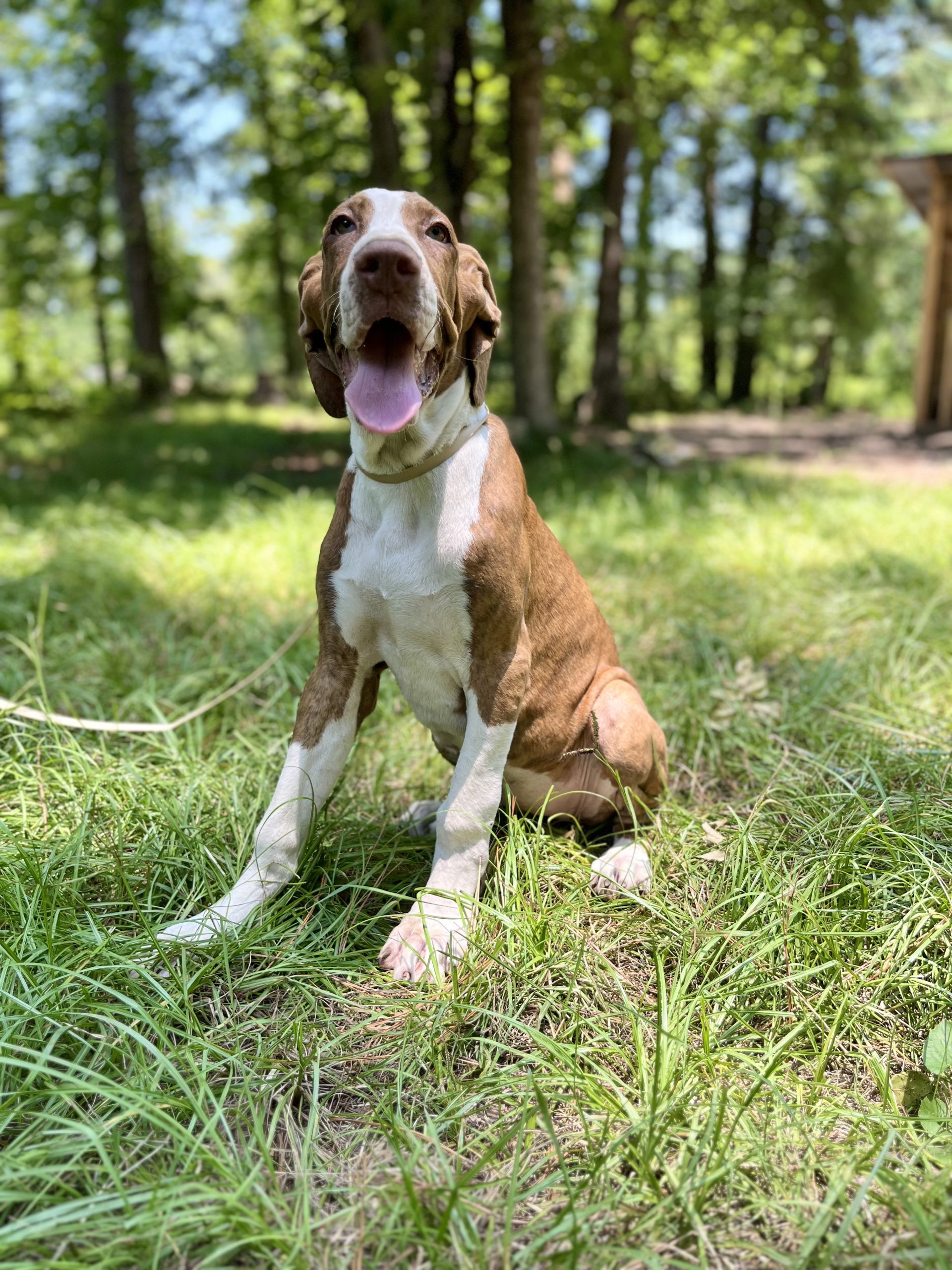 AKC registered Great Dane puppies for sale in arkansas