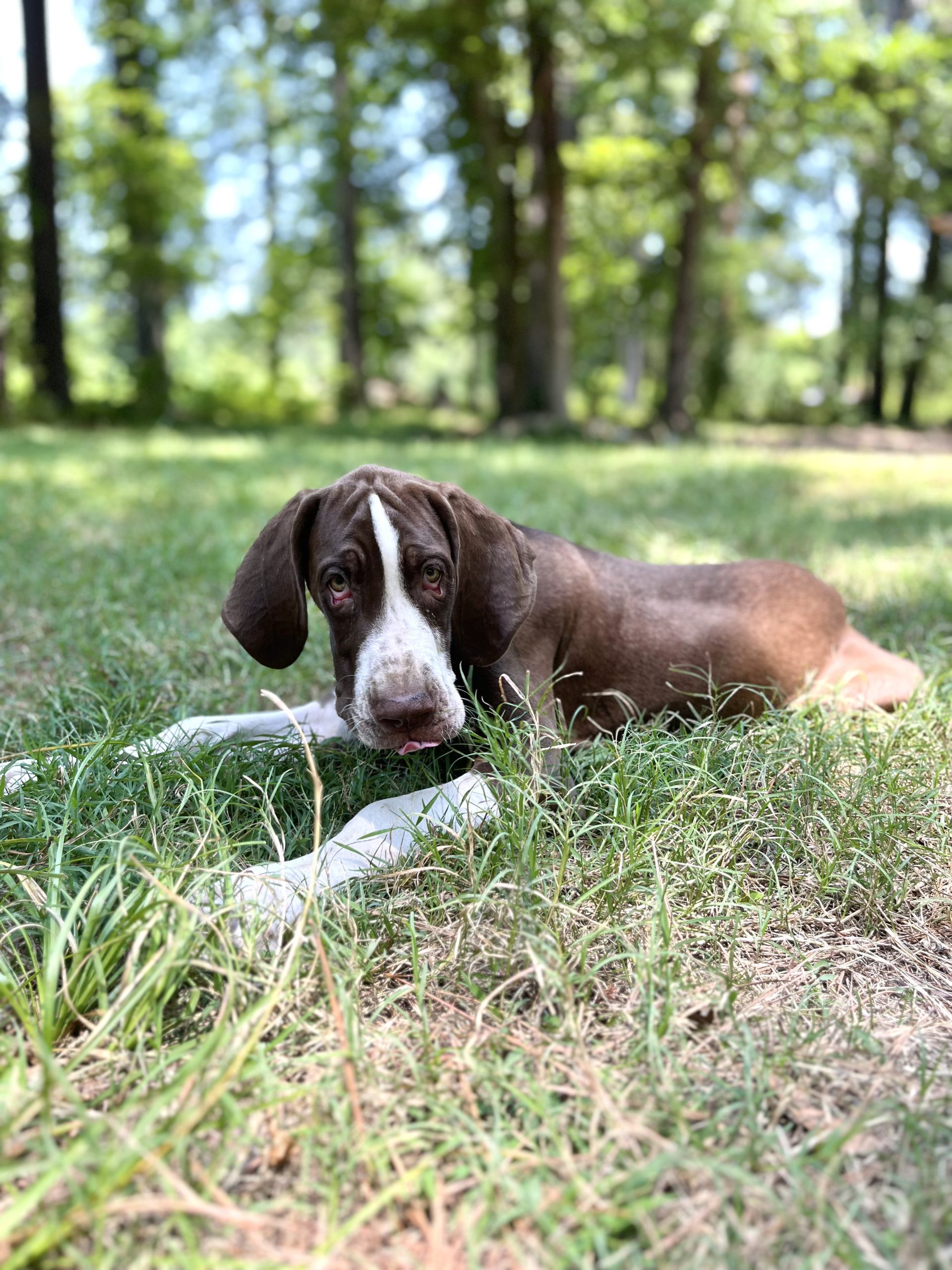 Central Arkansas Great Dane puppies for sale near me