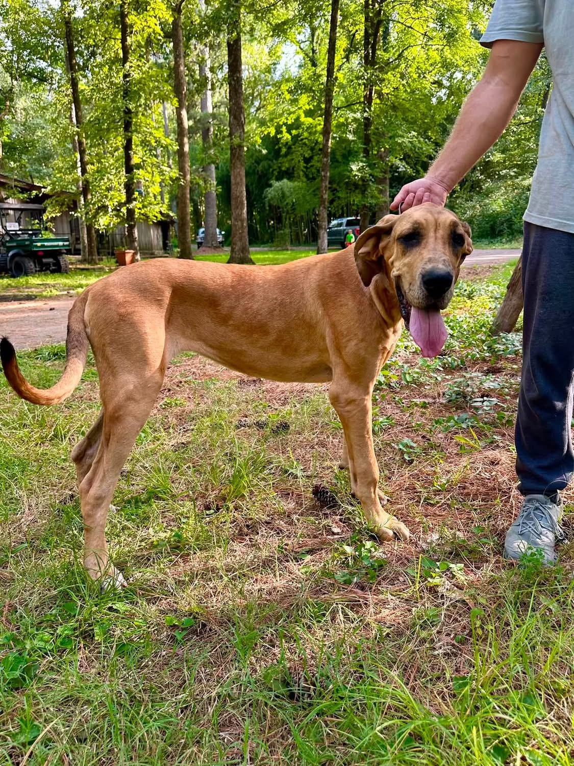 Fawn Merle Great Dane Arkansas