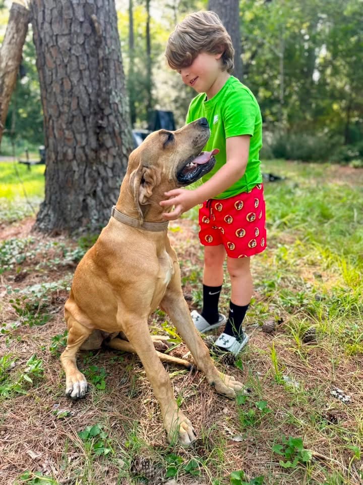 brindle Great Dane puppy