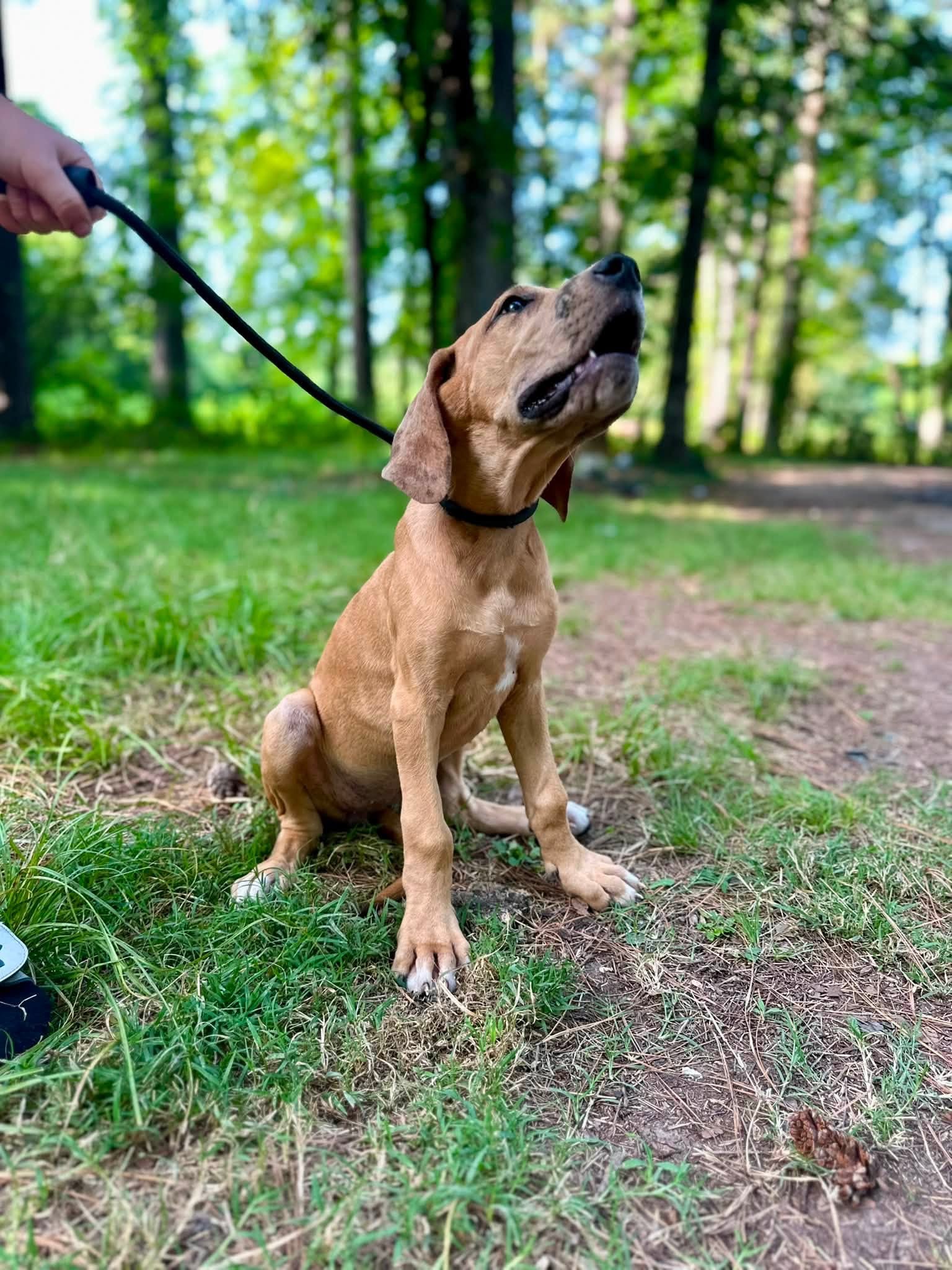 Great Dane puppies for sale arkansas