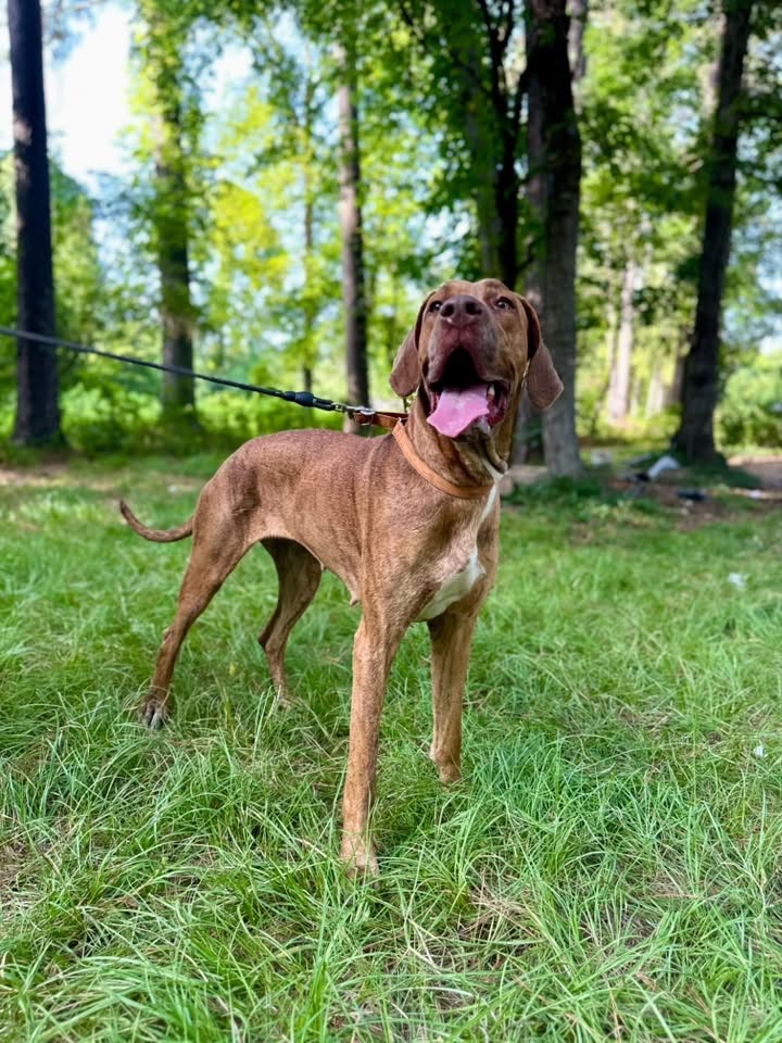 brindle Great Dane female Little Rock Arkansas