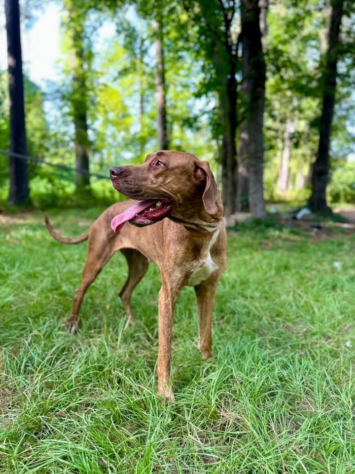 brindle Great Dane puppy