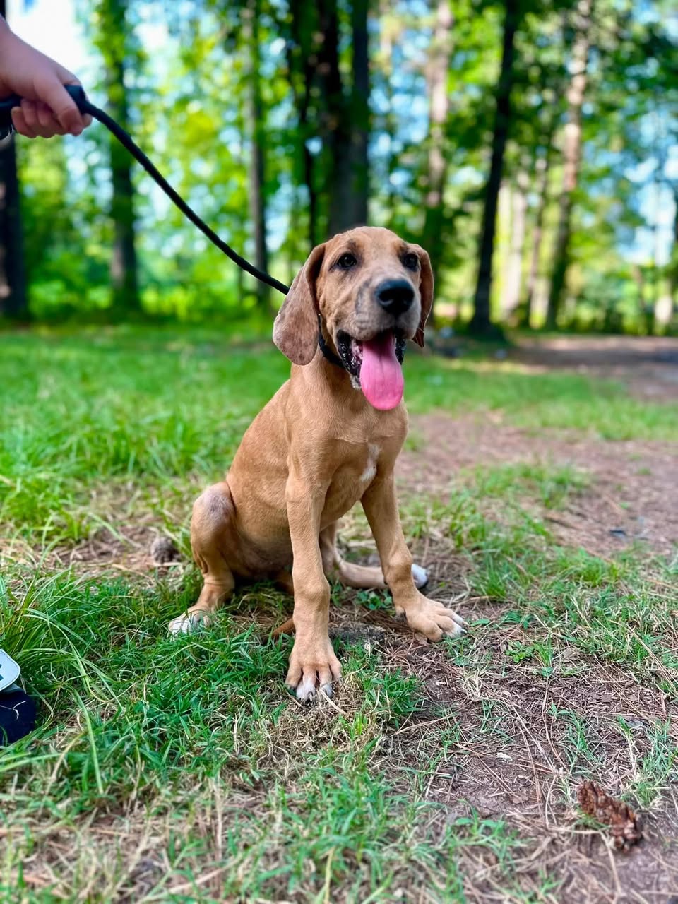 merle Great Dane puppy arkansas