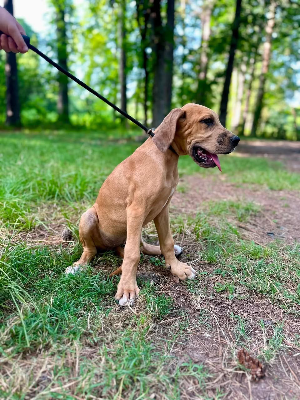 merle Great Dane puppy for sale